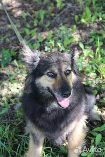 Ириска. Собака ищет дом