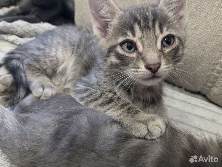 Котята мальчики в добрые руки