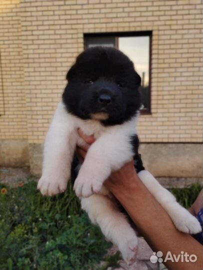 Американская Акита