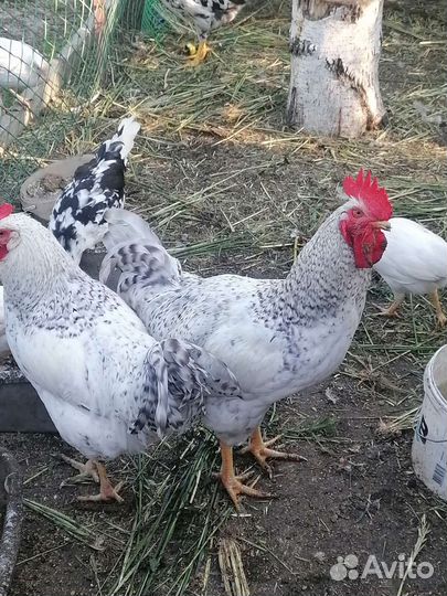 Продам Петухов породы 