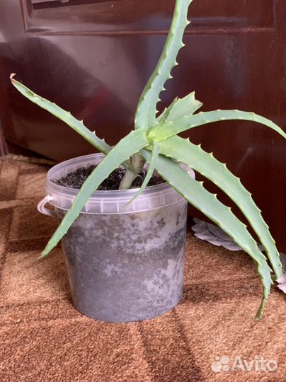 Алоэ, колеус