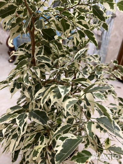 Бенджамина (фикус, большие цветы)