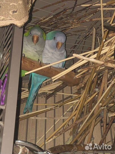 Парочка попугаев Монах Калита Квакер