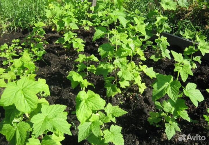 Саженцы черной, красной и белой смородины