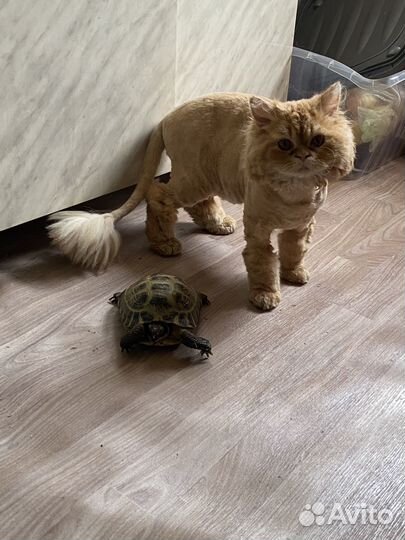 Передержка домашних животных