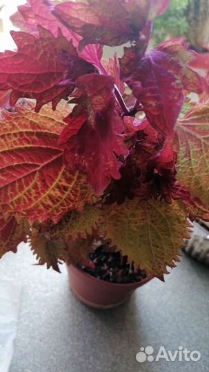 Колеусы разного окраса