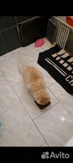 Коты бесплатно