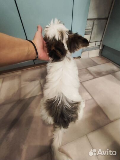 Йоркширский терьер