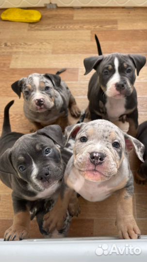 Щенки ам булли