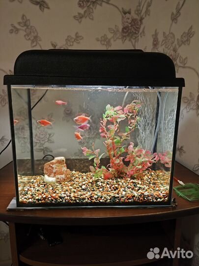 Аквариум готовый с рыбками
