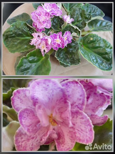 Сортовые красивоцветущие фиалки