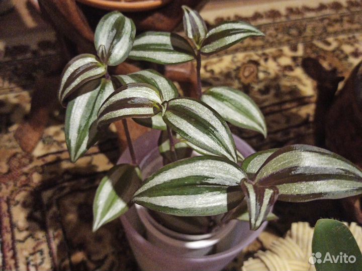 Комнатные растения разные