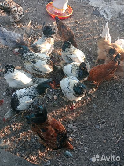 Питухи домашние