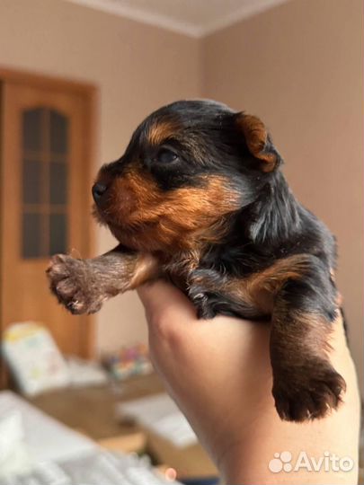 Йоркширский терьер