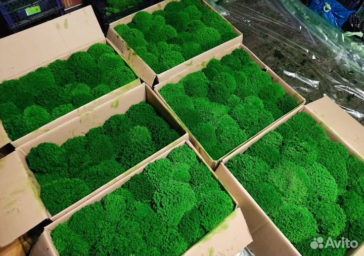 Стабилизированный мох, зеленое яблоко