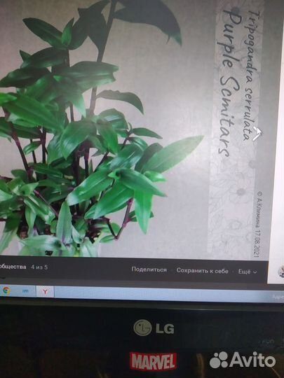 Традесканция и фикус за шоколад