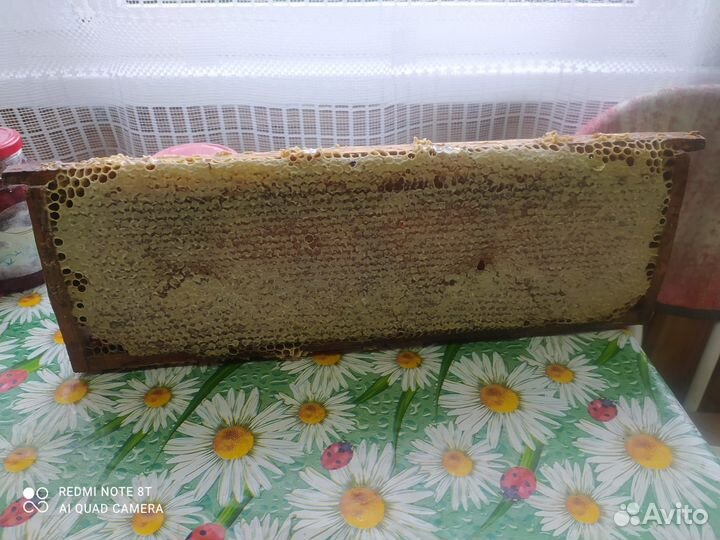 Мёд в сотах. Разнотравье. Алтай. Авитодоставка