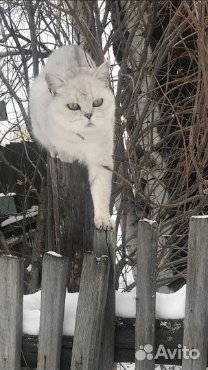 Шотландские прямоухие котята