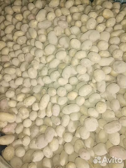 Картофель крупный
