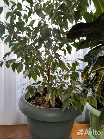 Комнатные цветы