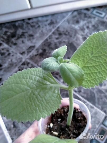 Комнатные цветы