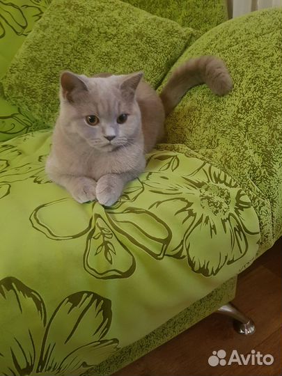 Британская