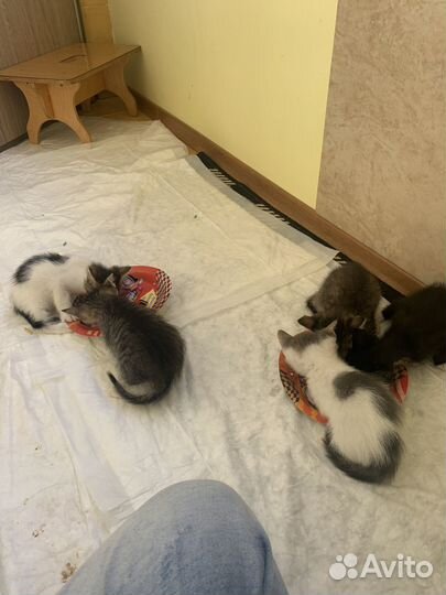 Котята 1 месяц