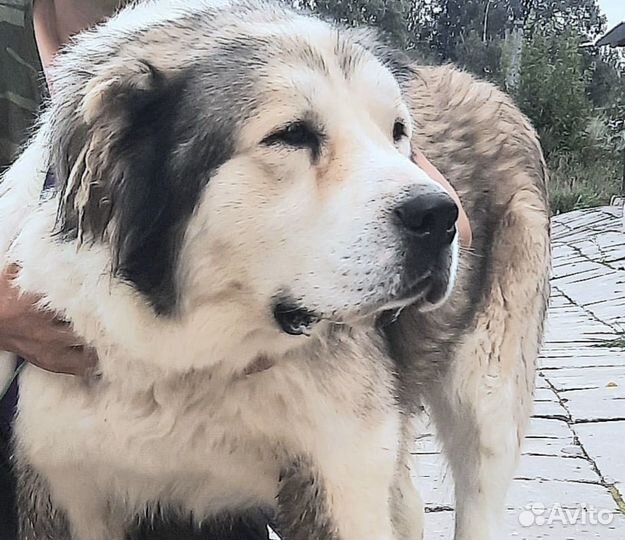 Алабай в дар