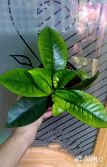 Комнатные растения