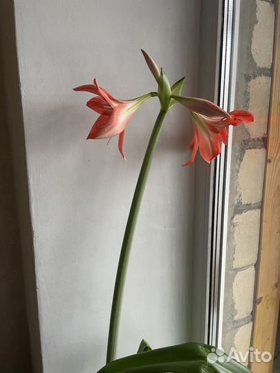 Гиппиаструм