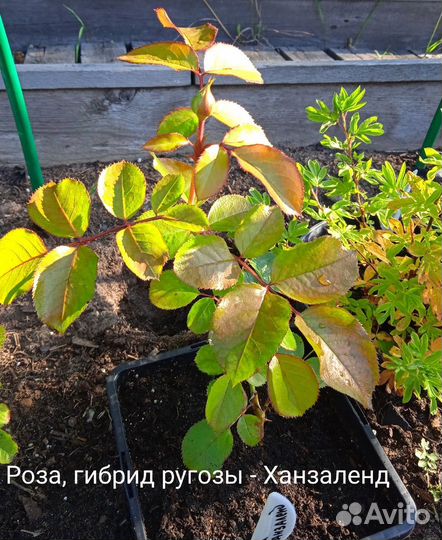 Роза Ханзаленд