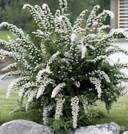 Спирея серая Грефшайм