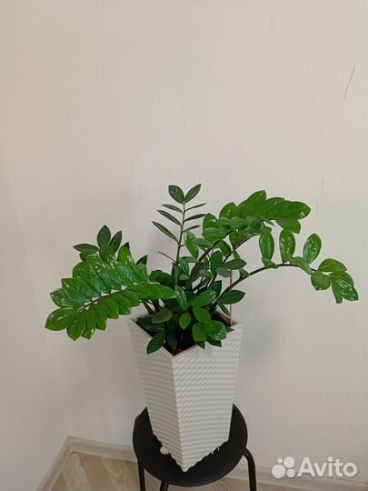 Замиокулькас