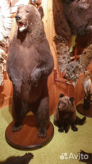 Коллекция чучел