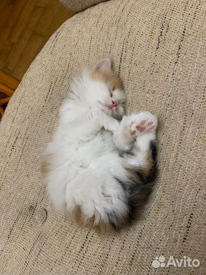 Котенок в добрые ручки