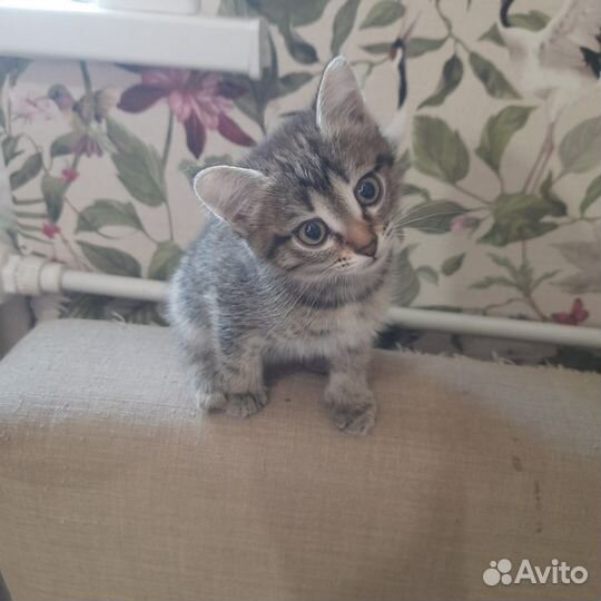 Котенок в дар