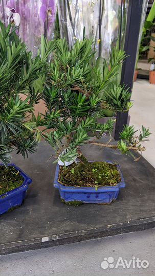 Бонсай подокарпус/бамбук/Кармона