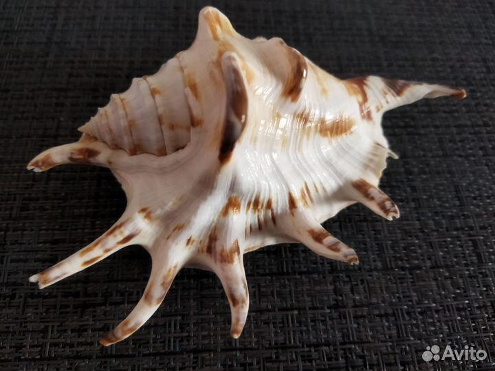 Раковина морская набор 2 шт