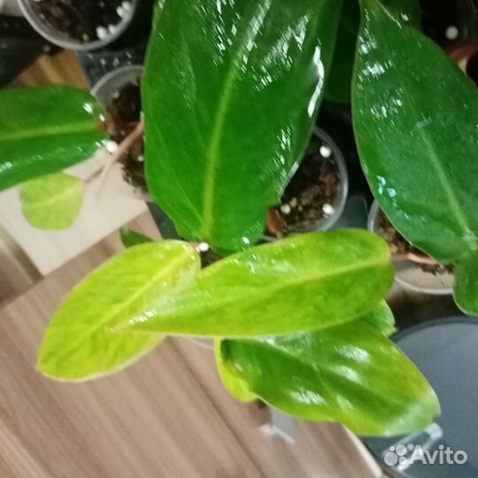 Филодендрон
