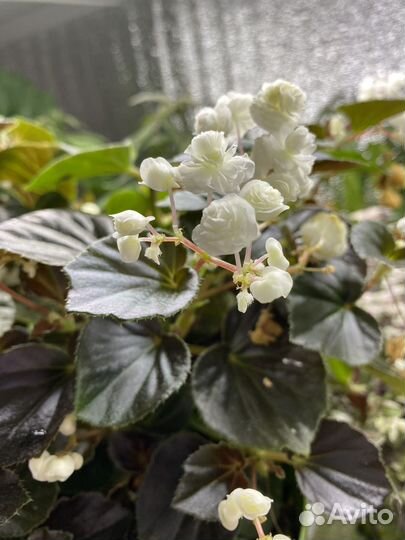 Бегония вечноцветущая махровая