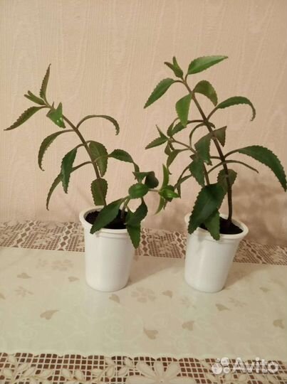 Каланхоэ лекарственное