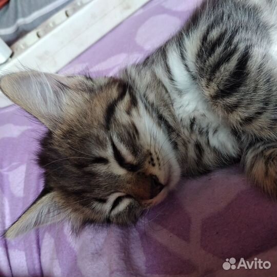 Кошечки 2 месяца