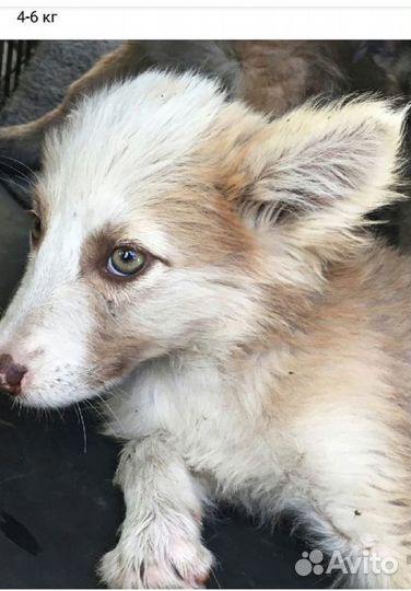 Маленькие собачки ждут своих мам-пап