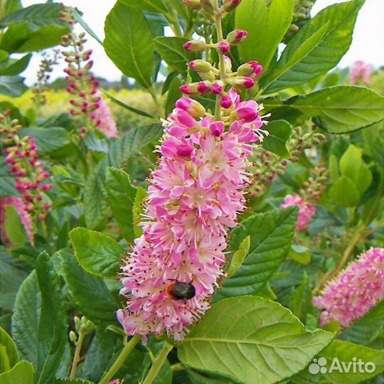 Клетры ольхолистной Руби Спайс
