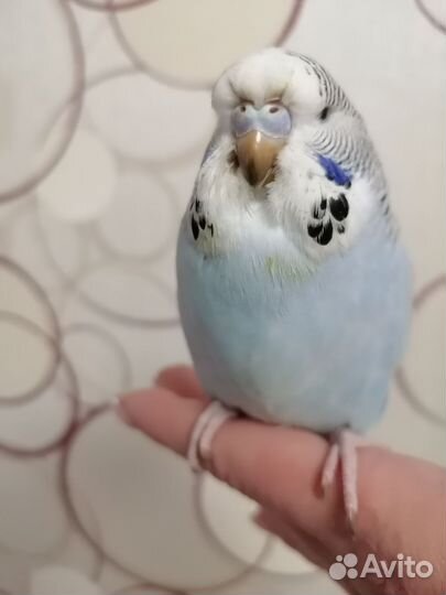 Попугай чех, ввп, ручная самка