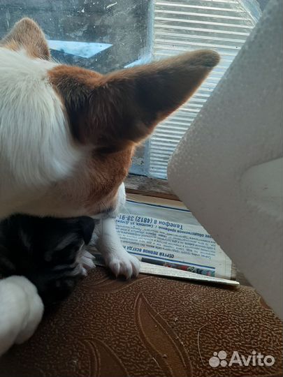 Щенок в добрые руки