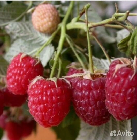 Ремонтантная малина красная