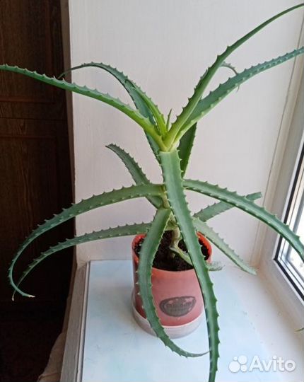 Алоэ, 4 года