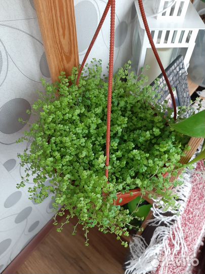 Сингониумы сортовые, каллизия, фиалки