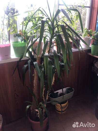 Комнатные цветы юкка